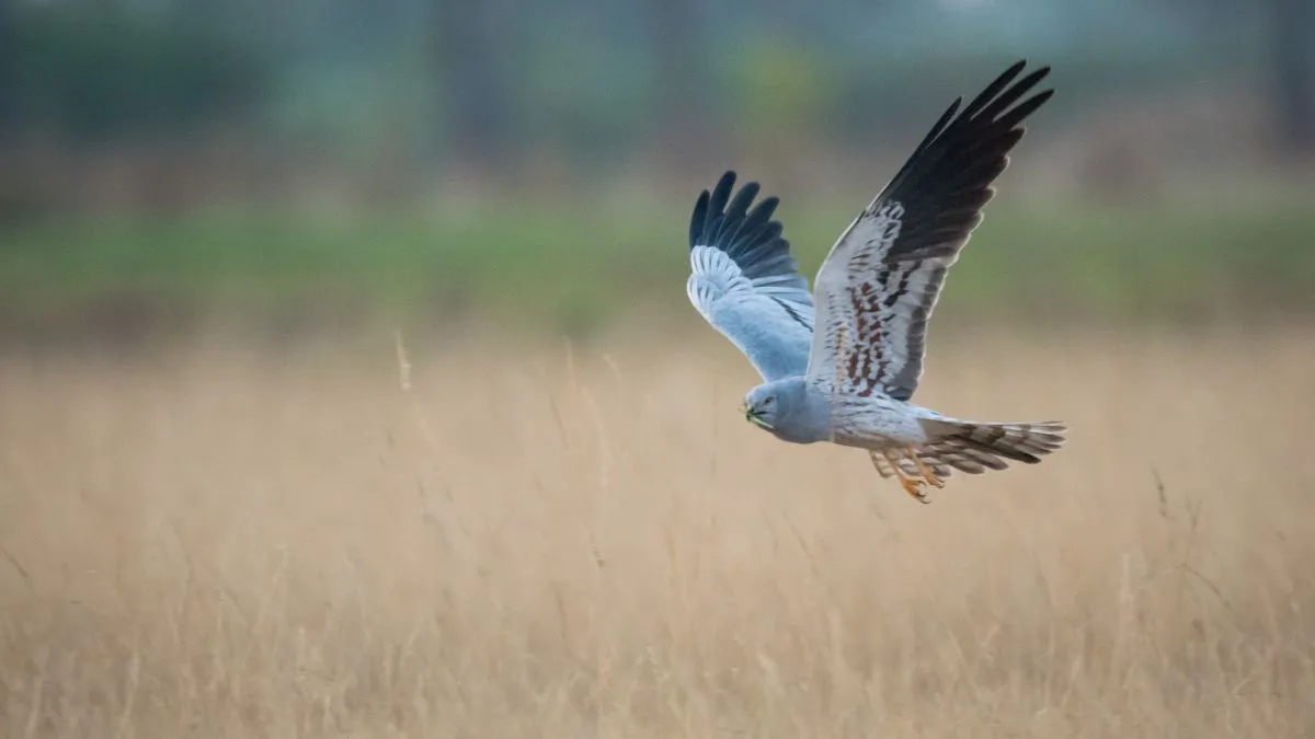 India's migratory Harriers are the unlikely architects of grassland biodiversity, says new study